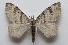 Xanthorhoe abrasaria