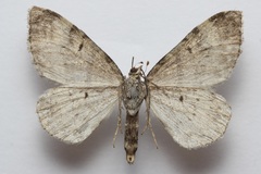 Xanthorhoe abrasaria