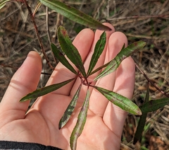 Stillingia sylvatica