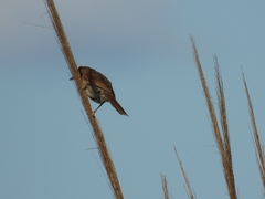 Synallaxis albescens