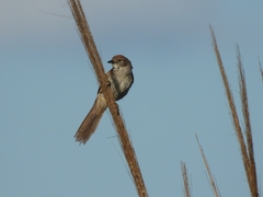 Synallaxis albescens