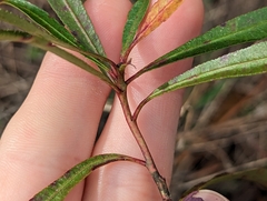 Stillingia sylvatica