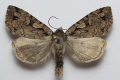 Xestia homogena