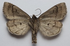 Xestia homogena