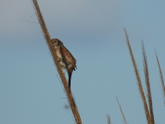 Synallaxis albescens