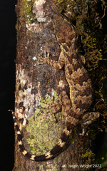 Cyrtodactylus