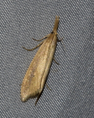 Donacaula