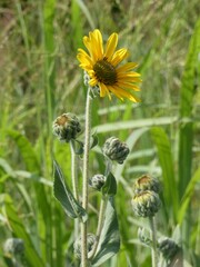 Helianthus mollis