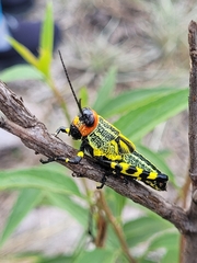 Zoniopoda tarsata