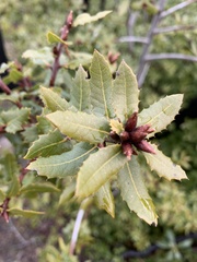 Quercus wislizeni