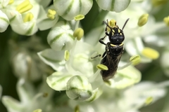 Hylaeus