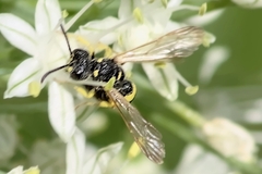 Hylaeus
