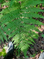 Dryopteris expansa
