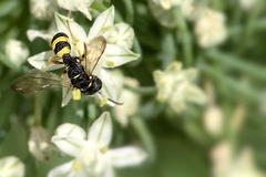Hylaeus