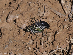 Cicindela purpurea