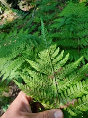 Dryopteris expansa