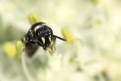 Hylaeus