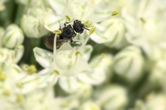 Hylaeus