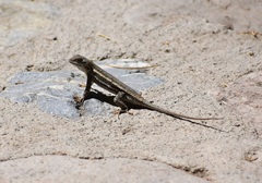 Sceloporus virgatus