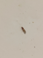 Tapinoma melanocephalum