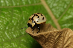 Platyphora fraterna