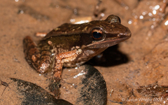 Indosylvirana nicobariensis