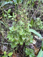 Clinopodium menthifolium ascendens