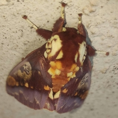 Citheronia phoronea