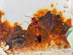 Delta dimidiatipenne