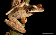 Polypedates macrotis