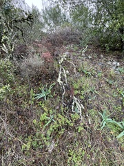 Clinopodium menthifolium ascendens