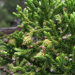 Athrotaxis selaginoides