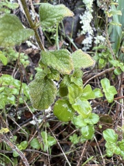 Clinopodium menthifolium ascendens