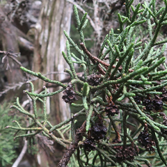 Athrotaxis cupressoides