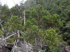 Athrotaxis selaginoides