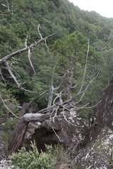 Athrotaxis selaginoides