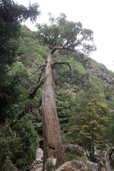 Athrotaxis cupressoides