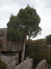 Athrotaxis cupressoides