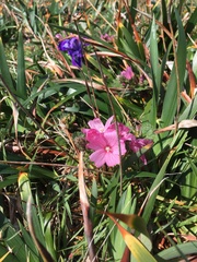 Sidalcea malviflora