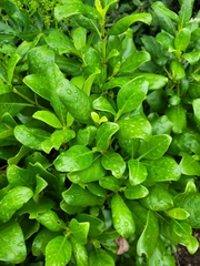 Coprosma macrocarpa