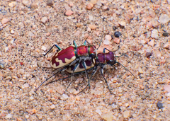 Cicindela formosa