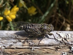 Amphipsalta cingulata
