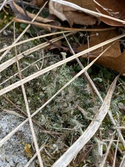 Cladonia rei
