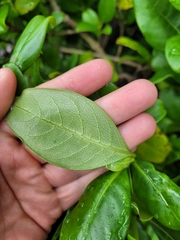 Coprosma macrocarpa