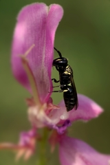 Hylaeus
