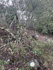 Clinopodium menthifolium ascendens