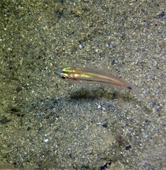 Ostorhinchus limenus