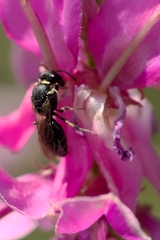 Hylaeus