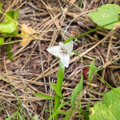 Calochortus elegans