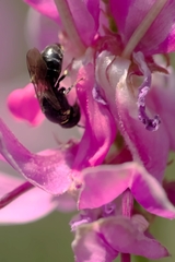 Hylaeus